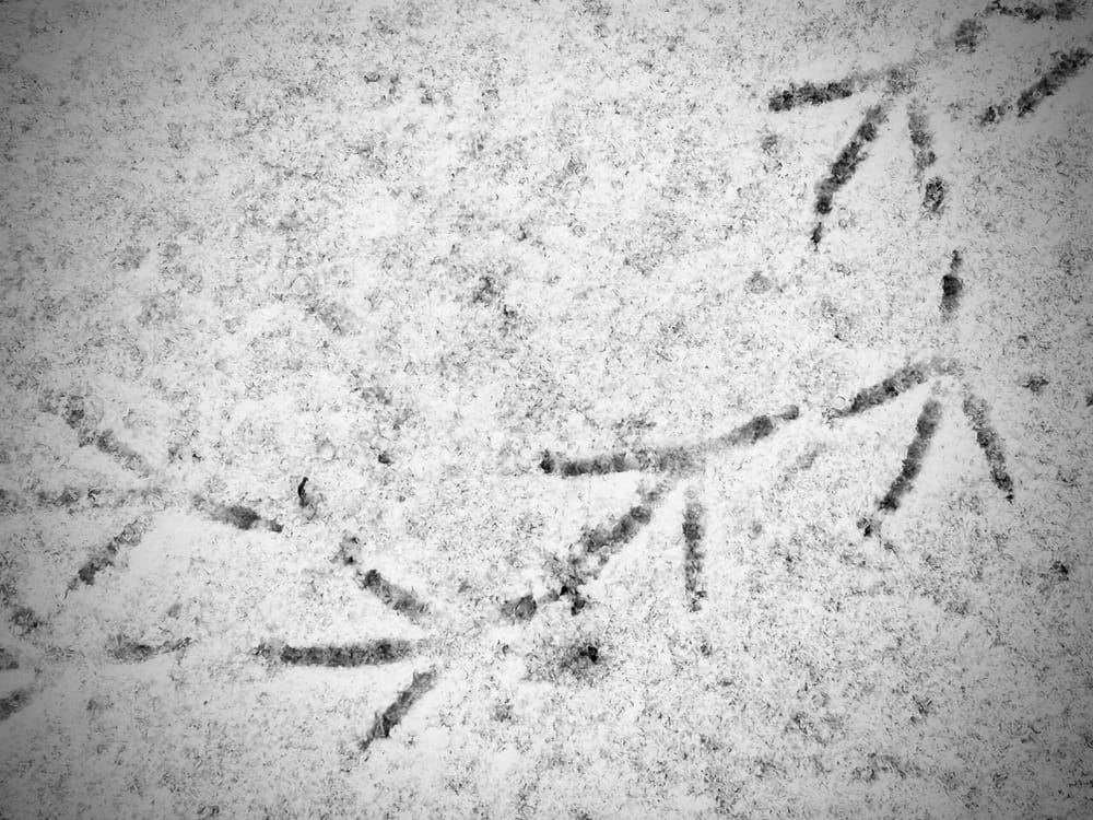 Footprints of Pigs On The Wing