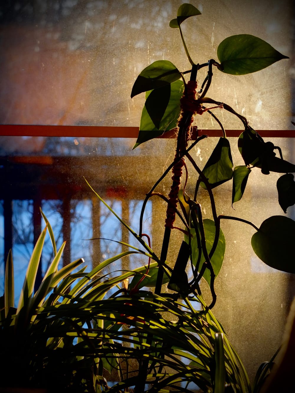 Backlight 1