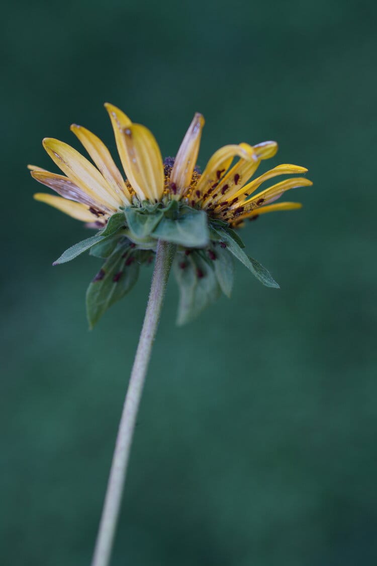 Back Yard Adventure With Sony's E 50mm F/1.8 OSS, And A Fond Farewell To Fuji