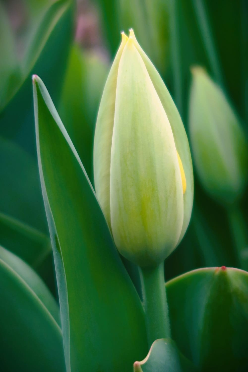 Tip-Toe Through The Tulips