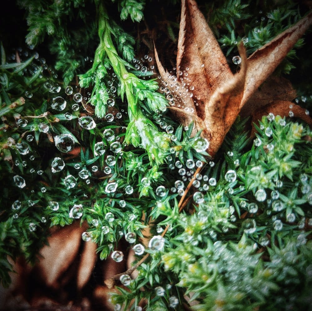 Morning Dew