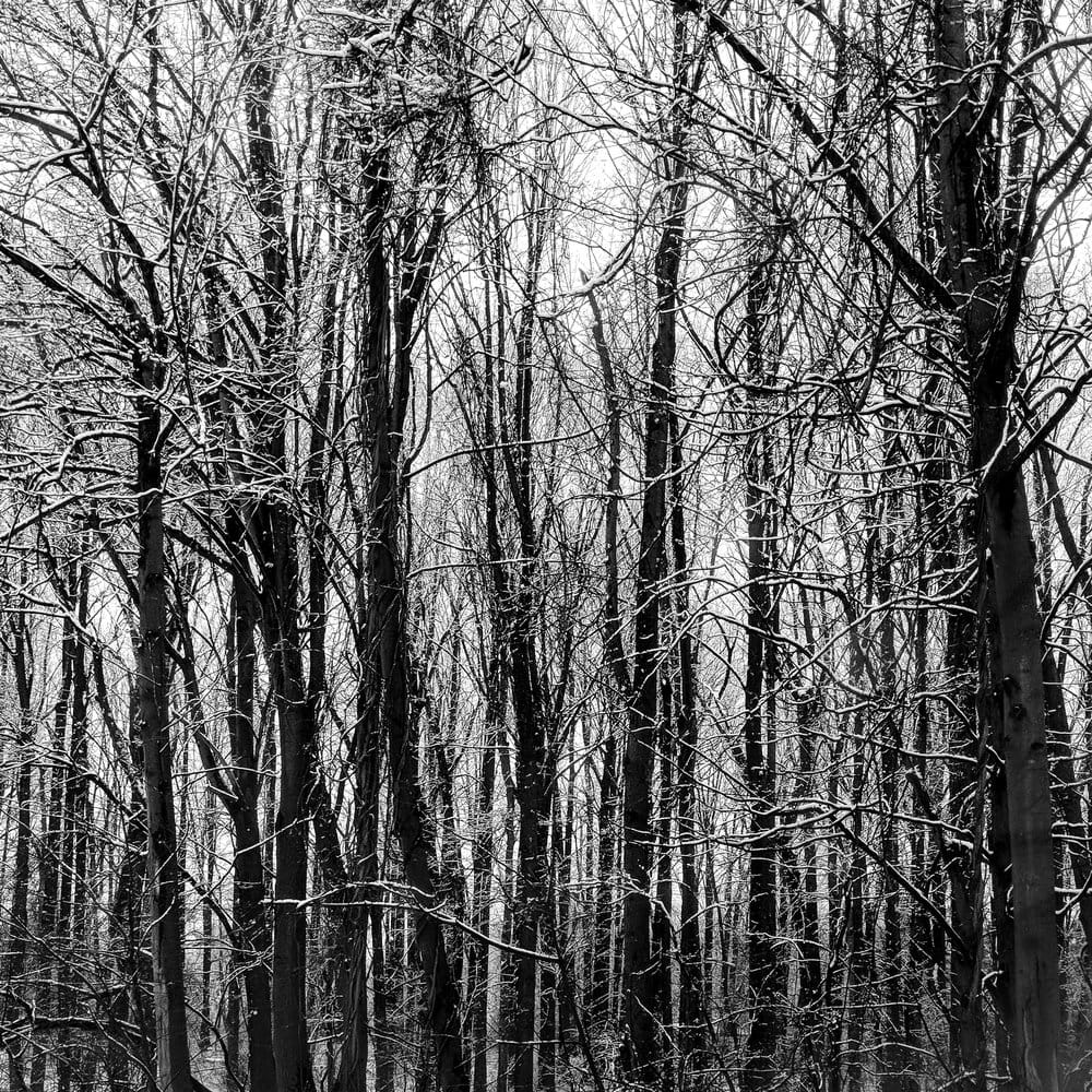 Winter Trees