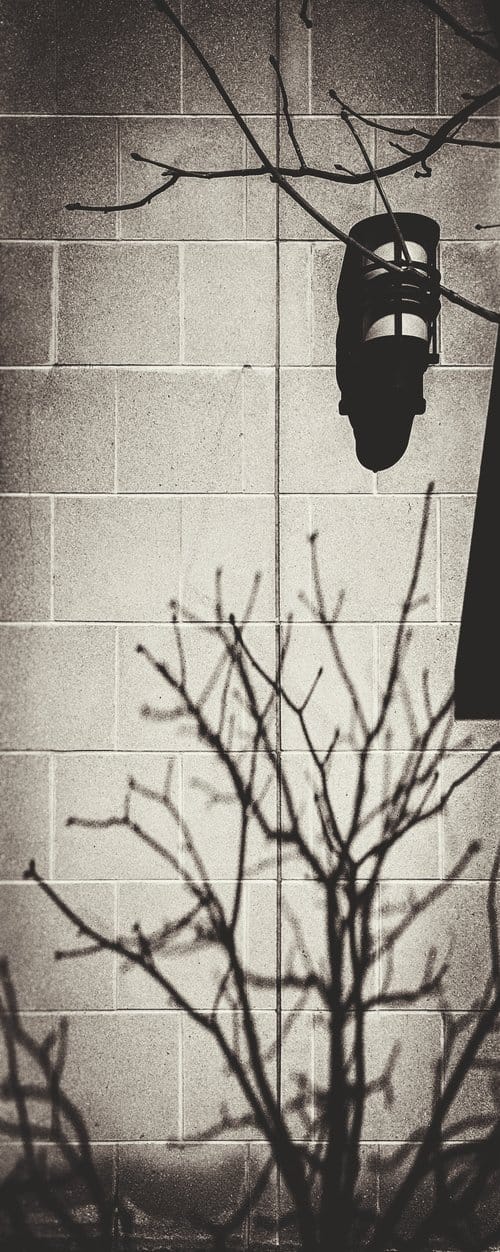 Tall Tree Shadow