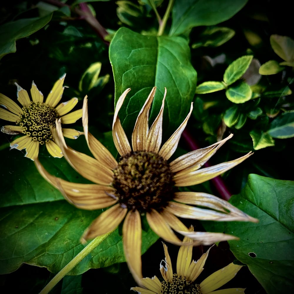 Dead Flowers