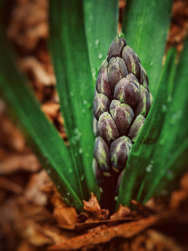 Early Spring